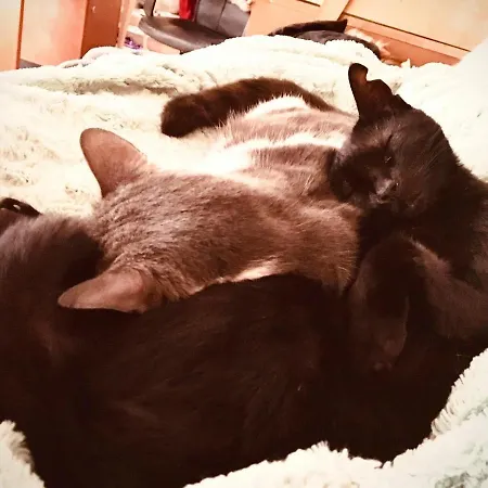 Δωμάτια σε οικογενειακή κατοικία Bohemian Homestay In With Pool And Friendly Cats