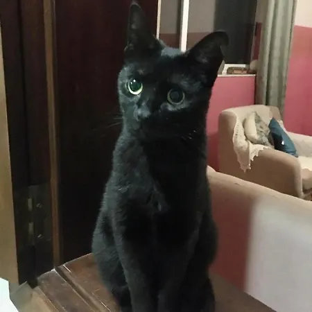 Δωμάτια σε οικογενειακή κατοικία Bohemian Homestay In With Pool And Friendly Cats *